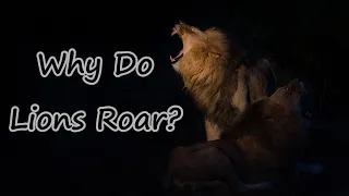 Why Do Lions Roar?