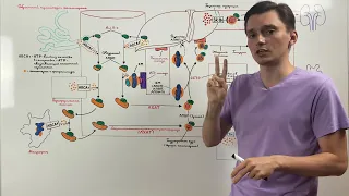 Обратный транспорт холестерола - метаболизм ЛПВП