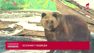 Зимове безсоння клишоногих. Чому не сплять ведмеді у зоопарку Вінниці?