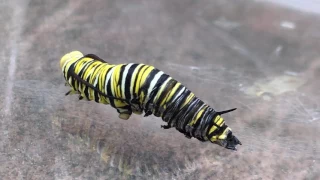 MONARCH Caterpillar MOLTING...shedding its skin!
