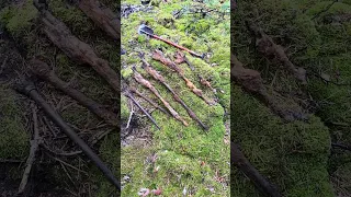 Bunch of WW2 rifles found in the Berlin woods. #ww2 #youtubeshorts #metaldetecting #worldwar2