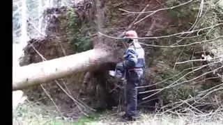 Cutting and closing an uprooted tree with a chainsaw Husqvarna 560 XP