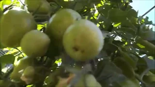 Как получить ранние помидоры в открытом грунте