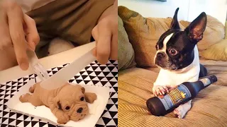 Dog Reaction to Cutting Cake - Funny Dog Cake Reaction Compilation | OMG Animals