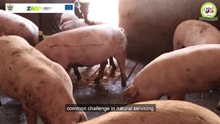 Artificial Insemination in pig production