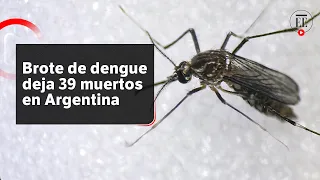 Cambio climático favorece expansión de dengue en Argentina  | El Espectador