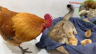 The kitten wanted to help the rooster take care of the chicks, but the duck came to cause trouble 😂