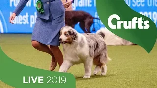 Crufts 2019 Day 3 - Part 1 LIVE