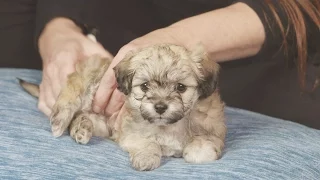 30-Minute Puppy Massage