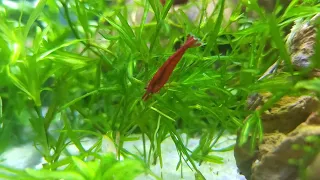 Desktop Shrimp Tank