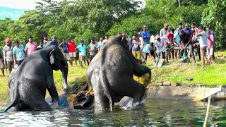 A mother elephant and her calf narrowly escaped a dangerous trap in the deadly Canal