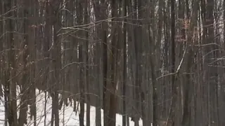 Red Stag Hunting in Romania