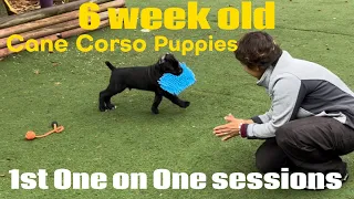 CANE CORSO puppies 6 weeks old update. 1st one on one play time #canecorso #dogtraining #dog