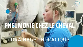 Drainage du thorax d'un cheval atteint de pneumonie 🇫🇷 🇬🇧