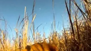 Dog's Eye View of Pheasant Hunting