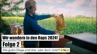 Wir wandern in den Raps 2024 - Folge 2 - Alle guten Dinge sind drei, oder doch nicht?!🌼🐝😅