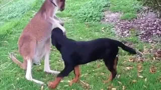 Кенгуру пытается обнять пса