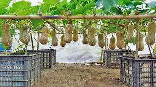 This is how I grow pumpkins squash for my family to eat all year round