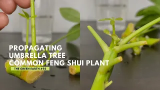 #93 Schefflera Plant Cuttings: Tips On Propagating Cuttings From Schefflera/Umbrella Tree