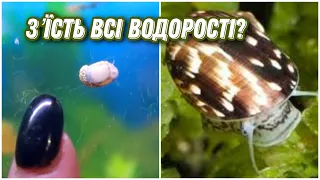 Теодоксуси проти водорості в акваріумі. Мій досвід