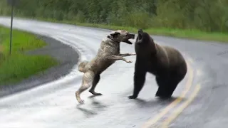 Kangal Dog Could Kill Wolf and Bear