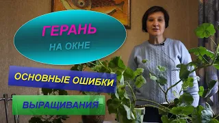 ГЕРАНЬ | ПЕЛАРГОНИЯ НА ОКНЕ | ОСНОВНЫЕ ПРАВИЛА УХОДА