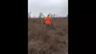 solid black german shorthair Epic handling a kansas rooster!!!!