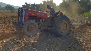 BU TRAKTÖRLER ADAMI YARI YOLDA BIRAKMAZ | SABAN İLE TARLA SÜRME | MASSEY FERGUSON 240 S