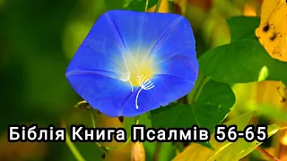 Аудіо Біблія українською мовою ❤️ Книга Псалмів 56-65🌷 #біблія