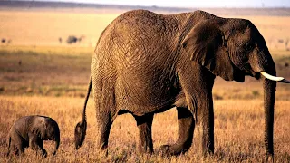 Incredible Motherly Love: Baby Elephant Rescued from Mud Hole by Dedicated Mother - Part 1