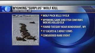 Wyoming wolves kill 19 elk in suspected "surplus killing"