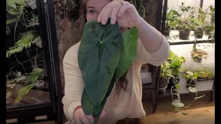 Anthurium Haul - Unboxing New Wishlist Plants!