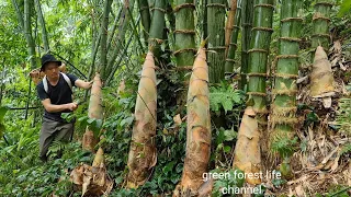 Giant bamboo shoots. Harvest and store. Green forest life (ep204)