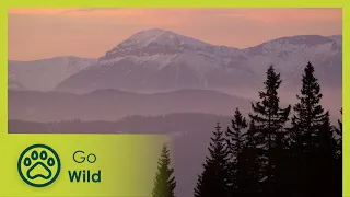 Mountains in the Sun - Go Wild