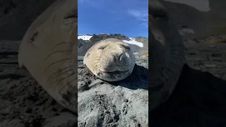 Look at this animal, it seems lazy 😂 Elephant seal.How cute it is.This seal is joking.