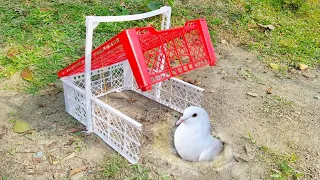Unique & Best Bird Trap By Box | Amazing Idea To Make Pigeon Trap Easy With Simple Tools