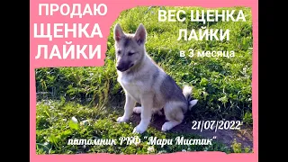 ВЕС щенка ЗАПАДНОСИБИРСКОЙ лайки в 3 месяца 21/07/2022/ ПРОДАЮ щенка ЛАЙКИ ЗС