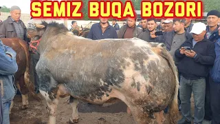 Yorqo‘rg‘on optom chorva bozori semiz buqalari. 29 03 2023.