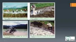 Manejo de la nutrición vegetal en la agricultura de conservación