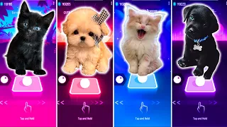 CUTE CAT DANCE MONKEY VS CUTE DOG MARSHMELLO VS CUTE CAT BELIEVER VS CUTE DOG AQUA BARBIE GIRL