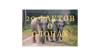 20 фактов о слонах .