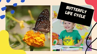 Life cycle of a butterfly lesson for kids - Wheel of life of a butterfly animated lesson for kids