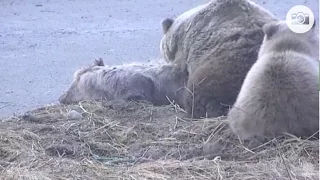 Katmai National Park: brown bear mother grieving the passing of her cub