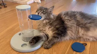 SMARTEST Cat In The World COMPLETES Tricky DOG TREAT Toy!!