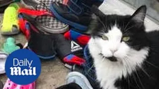 Cat is caught on video stealing more than 100 SHOES