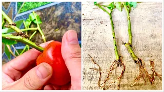 How to grow cut roses in tomatoes