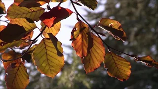 Осень А Петров.  "Осенний марафон".     Autumn A Petrov "Autumn marathon"