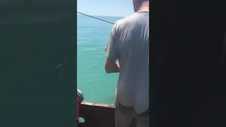 Дельфины в Сочи на яхте. Дельфины и люди.