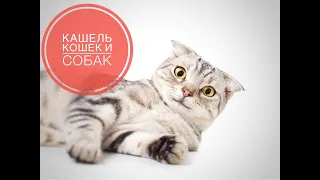 Кашель кошек и собак