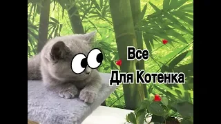 Все для кошки! Что нужно купить для котенка